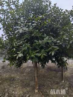 高度400厘米苦丁茶