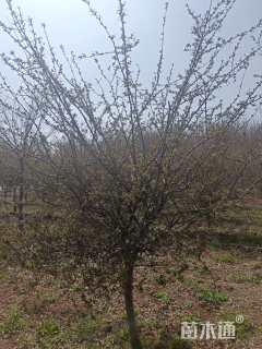 14公分垂丝海棠