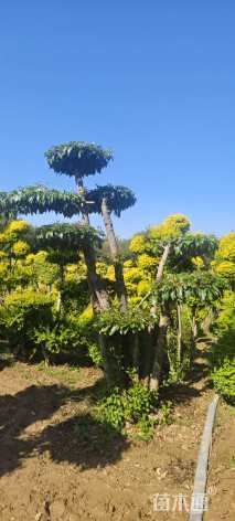 60公分造型大叶女贞