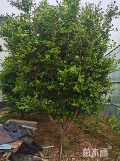 高度180厘米黄杨