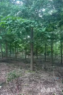 45公分(4杆)丛生乌桕