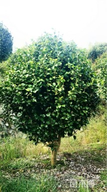 高度350厘米茶花