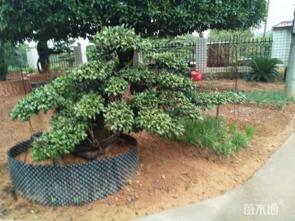 高度150厘米金弹子