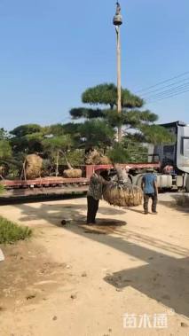 15公分造型黑松