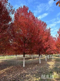 10公分美国红枫