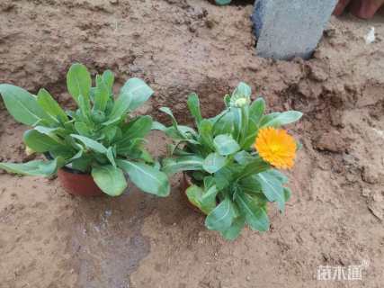 高度15厘米金盏菊