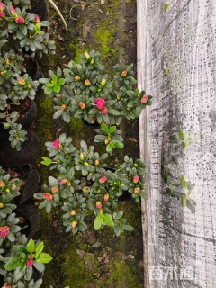 高度20厘米西洋杜鹃