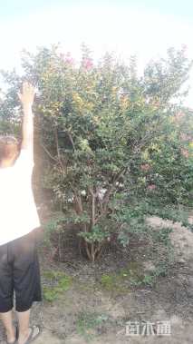 高度280厘米丛生紫薇