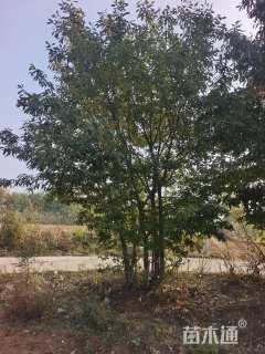 高度800厘米丛生蒙古栎