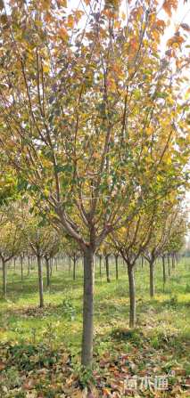 20公分日本晚樱