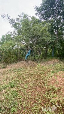 25公分造型朴树