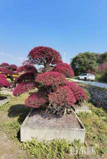 高度350厘米红花继木