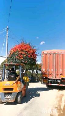 高度300厘米三角梅