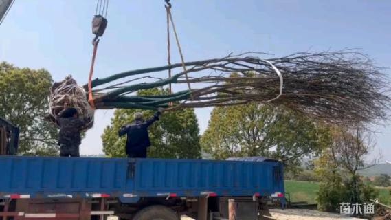 15公分(5杆)丛生黄连木