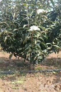 高度250厘米木绣球