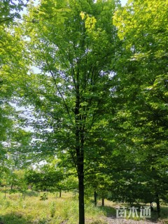 15公分美国红枫