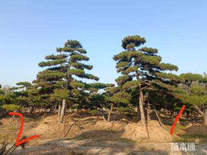 40公分造型油松