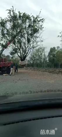 100公分丛生朴树