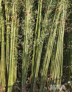 毛球刚竹