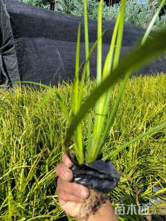 高度20厘米金叶菖蒲