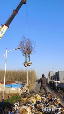 10公分垂丝海棠