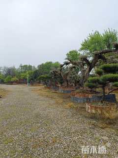 各种进口和国产精品苗木