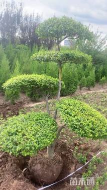 7公分造型小叶女贞