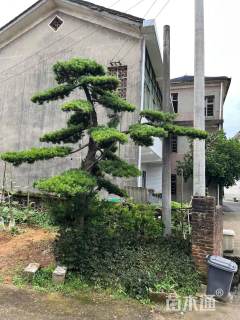 移栽苗造型罗汉松