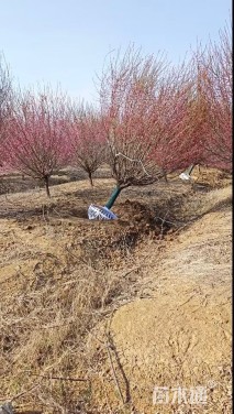 13公分骨里红梅