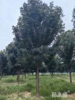 14公分秋紫白蜡