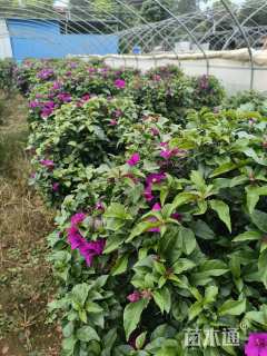高度1000厘米三角梅