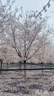 10公分高杆染井吉野樱