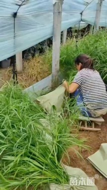 高度100厘米旱伞草