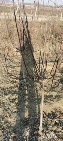 高度2000厘米红富士苹果