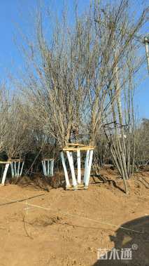 高度800厘米丛生五角枫