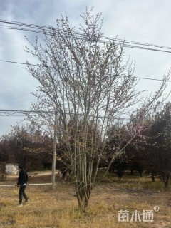 高度800厘米(6杆)丛生巨紫荆