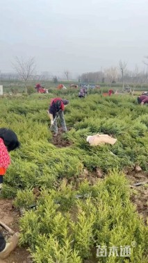 高度60厘米塔柏