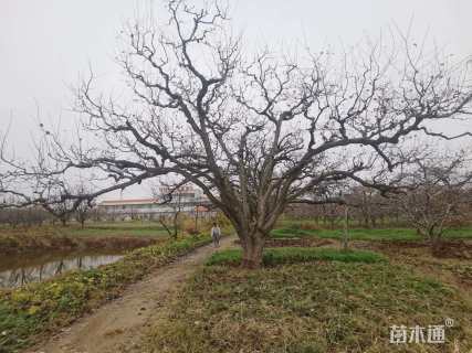50公分梨树