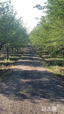 22公分高杆樱花