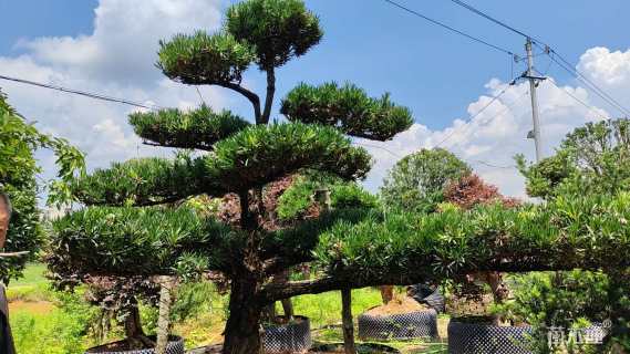 移栽苗造型罗汉松