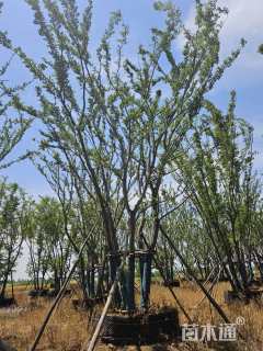 18公分(5杆)丛生朴树