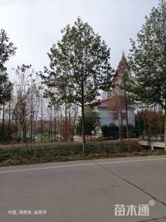 12公分乐昌含笑