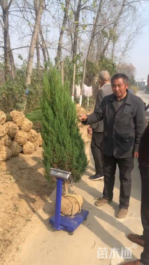 高度200厘米刺柏