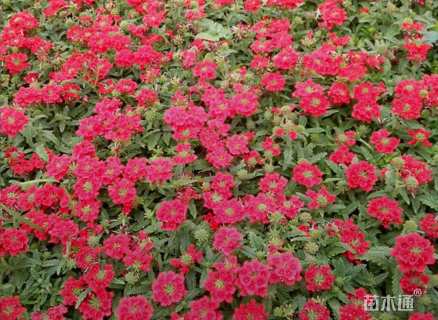 高度20厘米美女樱