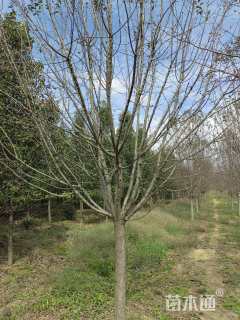 13公分绚丽海棠