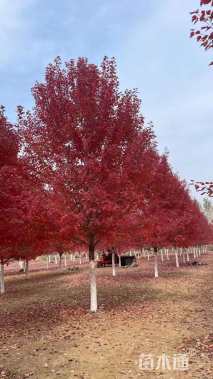 22公分美国红枫