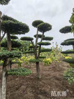 30公分对节白蜡