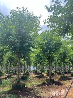 高度400厘米紫荆