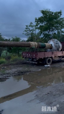 55公分金丝楠木