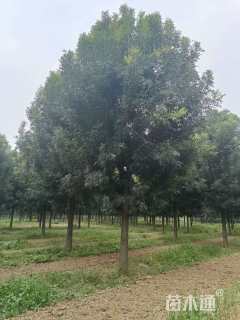 18公分美国白蜡